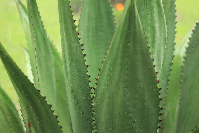 kaktus